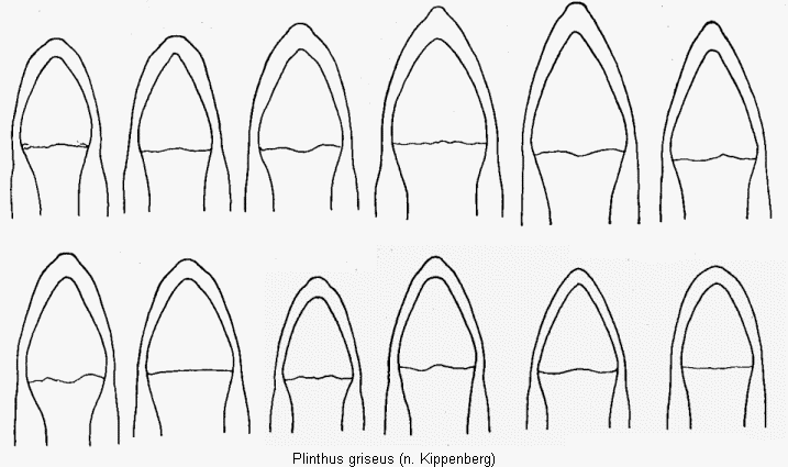 plinthus_griseus.gif