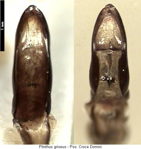 plinthus_griseus.jpg