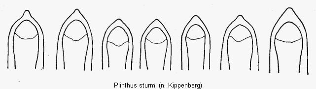 plinthus_sturmi.gif