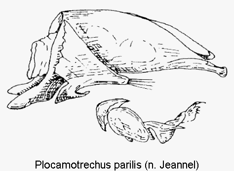 plocamotrechus_parilis.gif