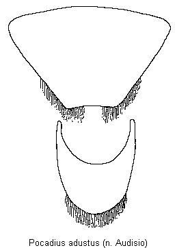 pocadius_adustus_pyg.gif