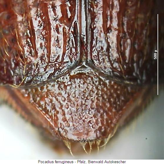 pocadius_ferrugineus_pyg.jpg
