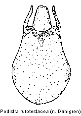 podistra_rufotestacea2.gif