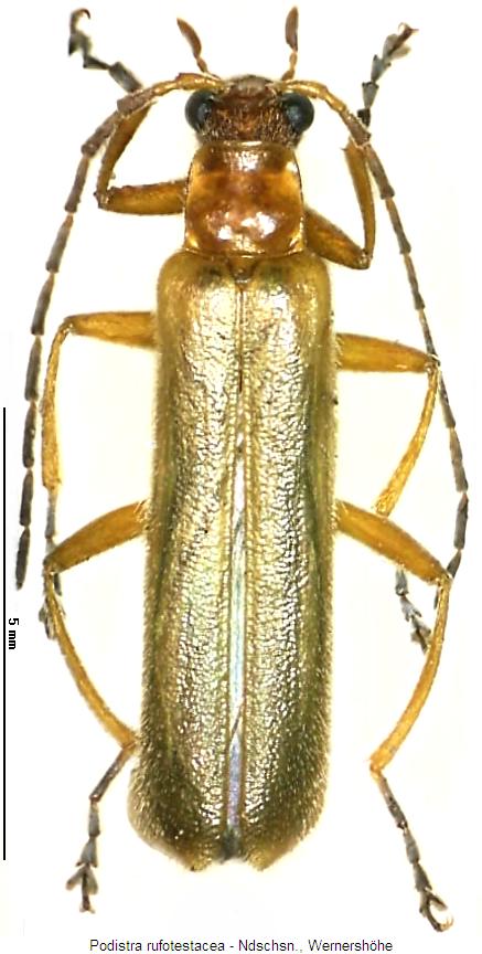 podistra_rufotestacea_hab.jpg