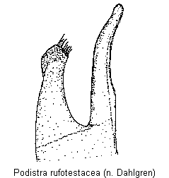 podistra_rufotestacea_sa.gif