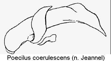 poecilus_coerulescens.gif