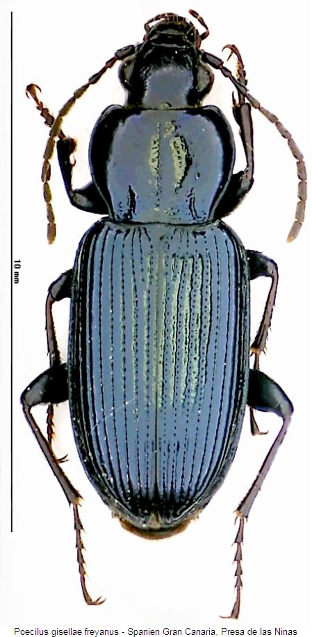 poecilus_freyanus_hab.jpg