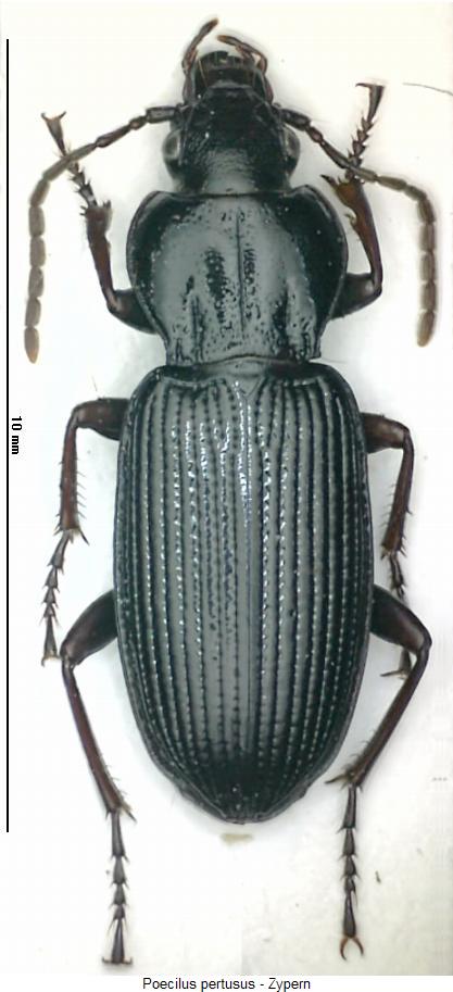 poecilus_pertusus_hab.jpg
