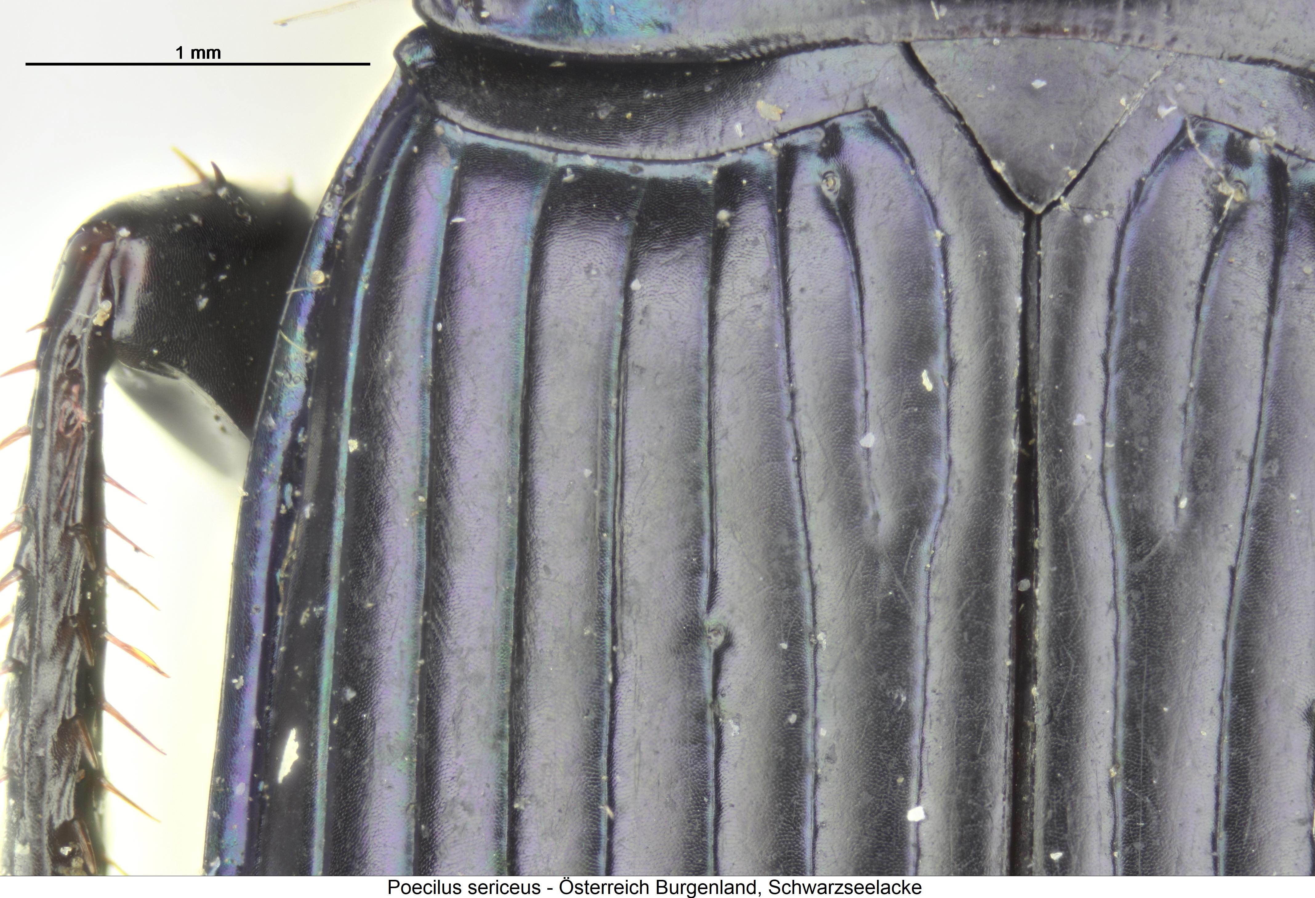 poecilus_sericeus_fld.jpg