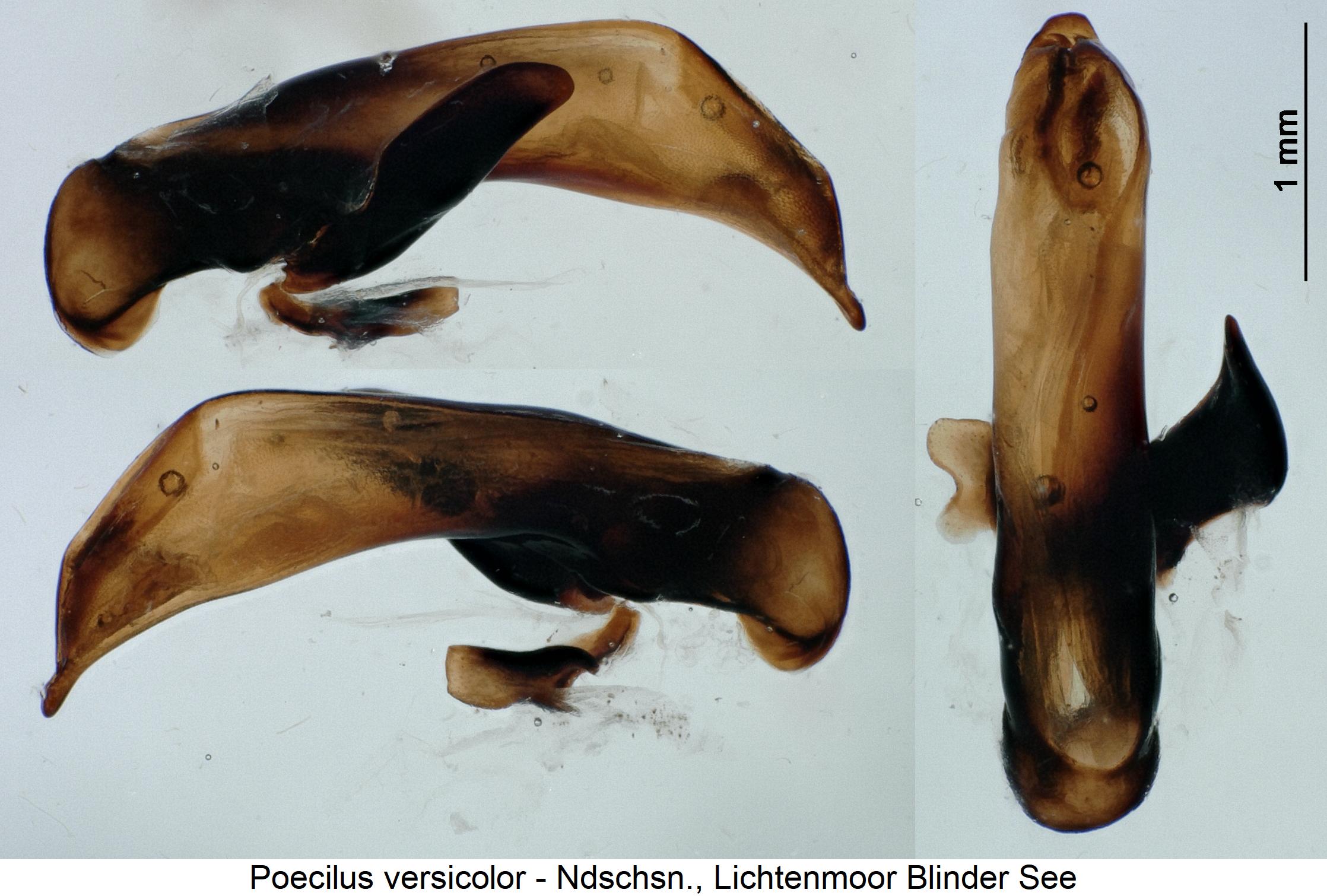 poecilus_versicolor.jpg