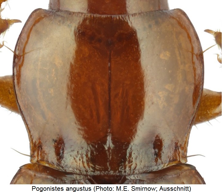 pogonistes_angustus_hsch.jpg