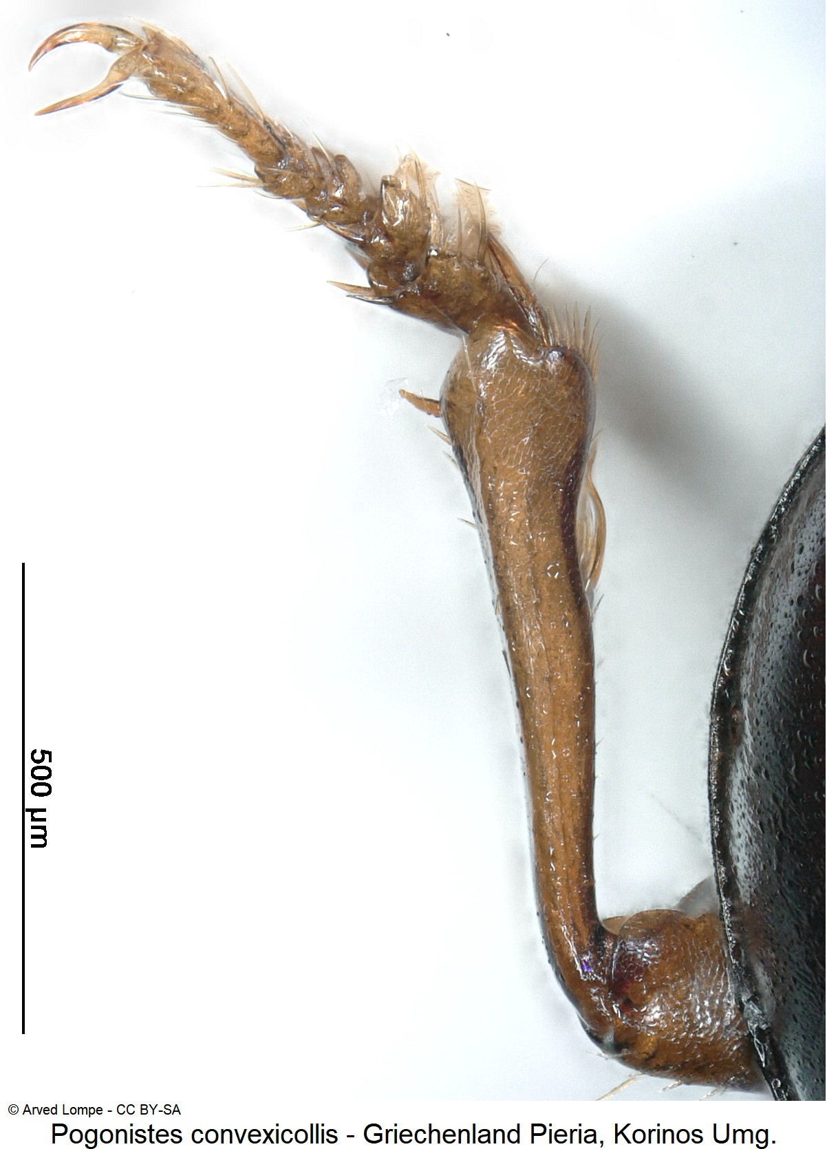 pogonistes_convexicollis_ck31234513_vschn.jpg