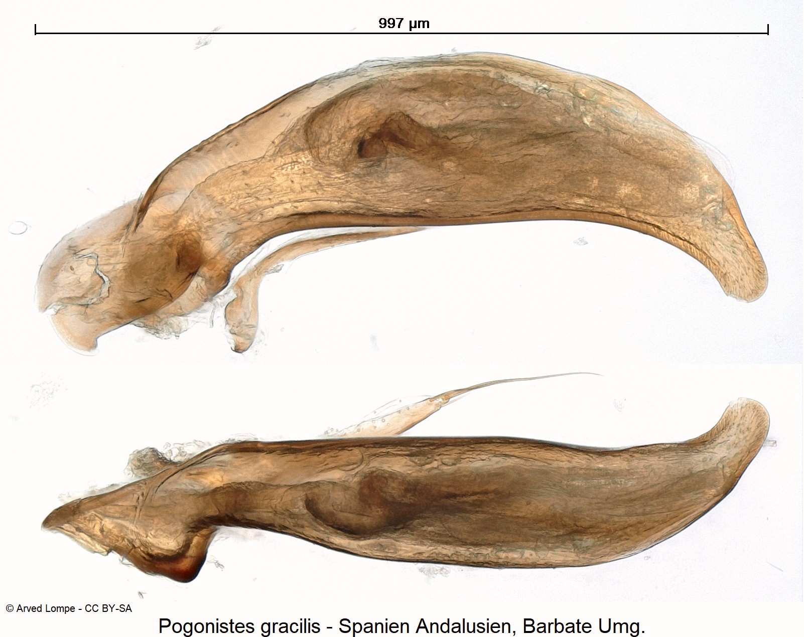 pogonistes_gracilis_ck31234545.jpg