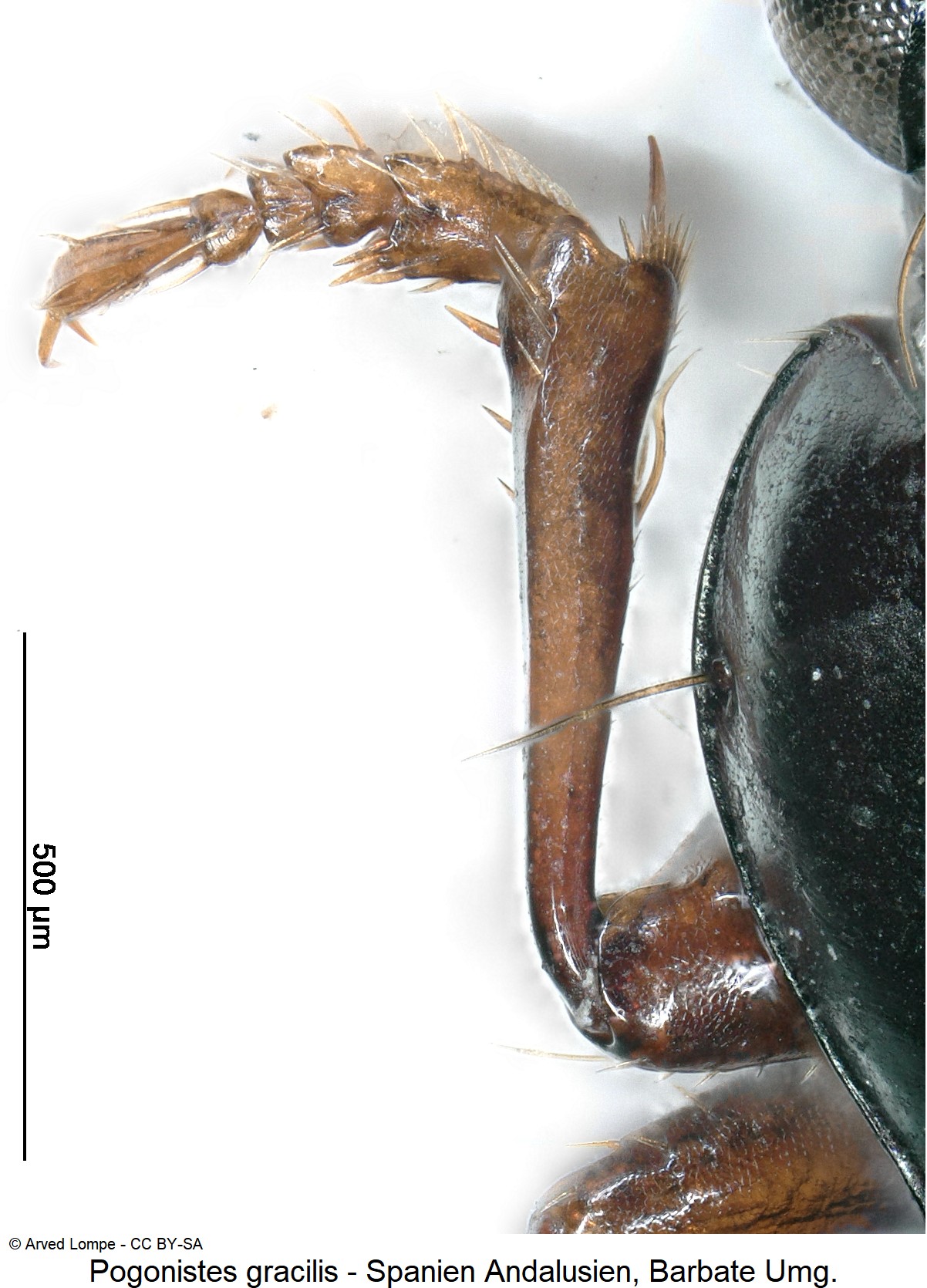pogonistes_gracilis_ck31234545_vschn.jpg
