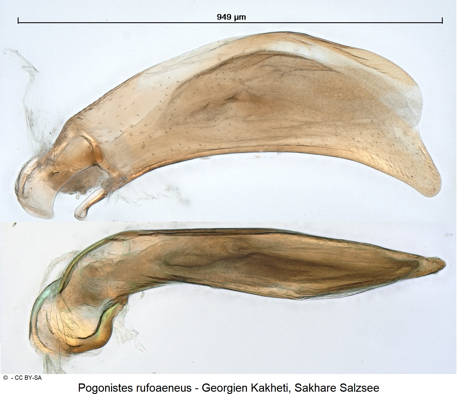 pogonistes_rufoaeneus_ck31024437.jpg