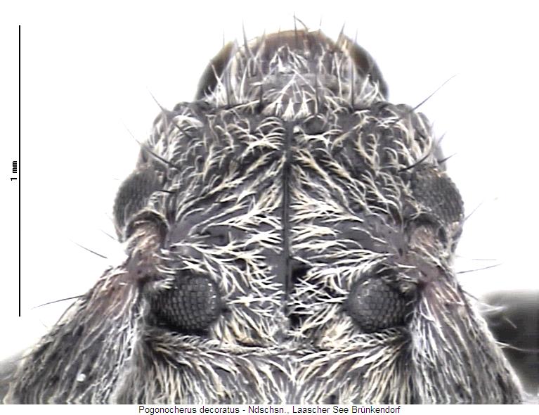 pogonocherus_decoratus_k.jpg