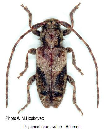pogonocherus_ovatus_hab.jpg