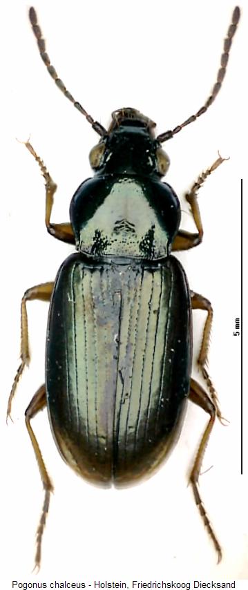 pogonus_chalceus_hab.jpg