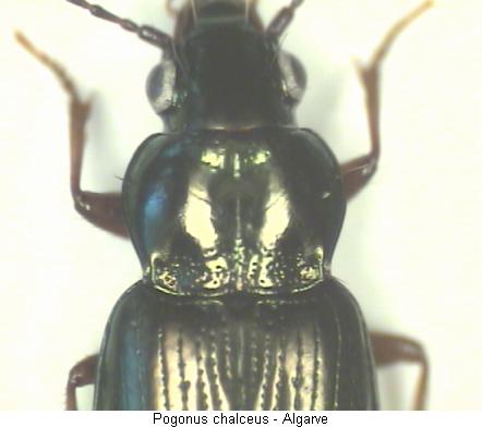 pogonus_chalceus_vk.jpg