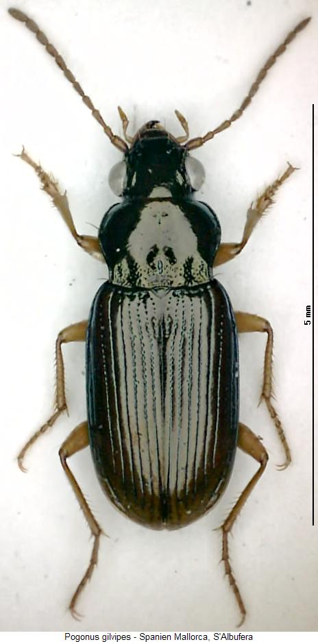 pogonus_gilvipes_hab.jpg