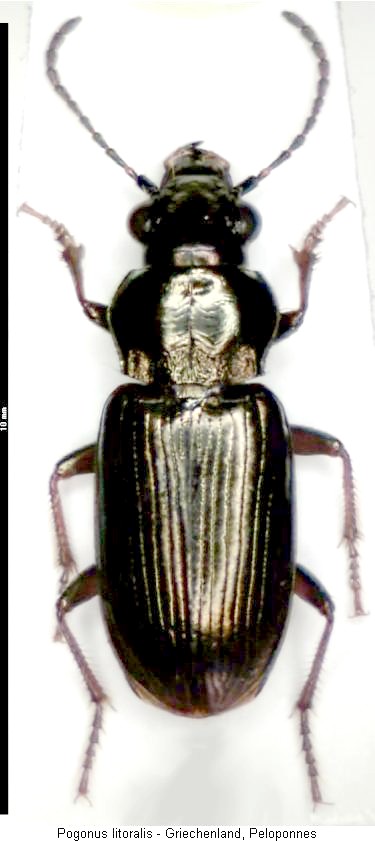 pogonus_litoralis_hab.jpg