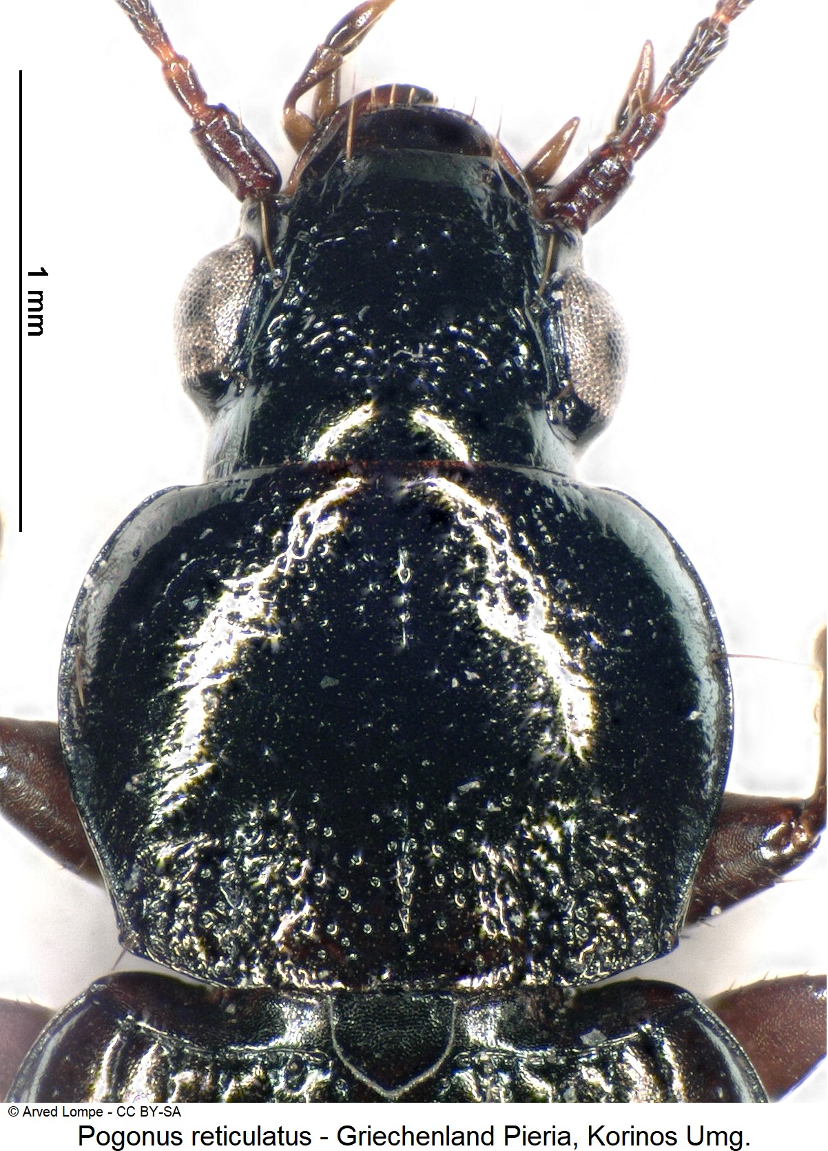 pogonus_reticulatus_ck31029804_vk.jpg