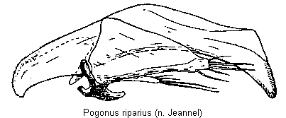 pogonus_riparius.gif