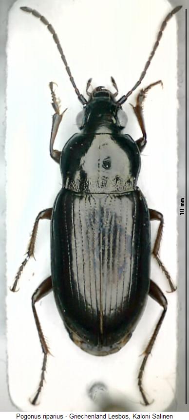 pogonus_riparius_hab.jpg