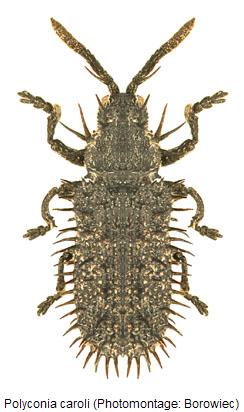 polyconia_caroli_hab.jpg