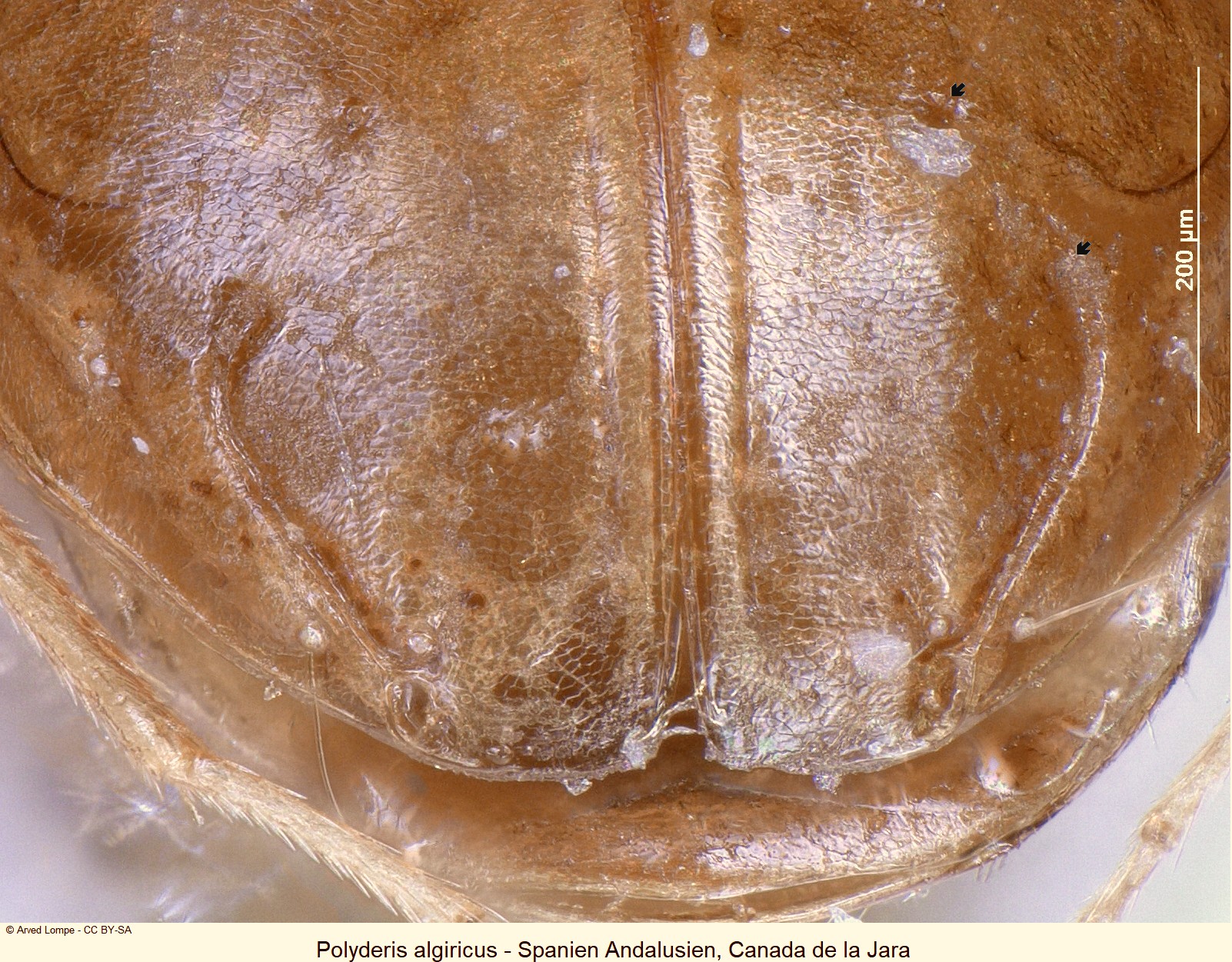 polyderis_algiricus_ck17763_dec.jpg