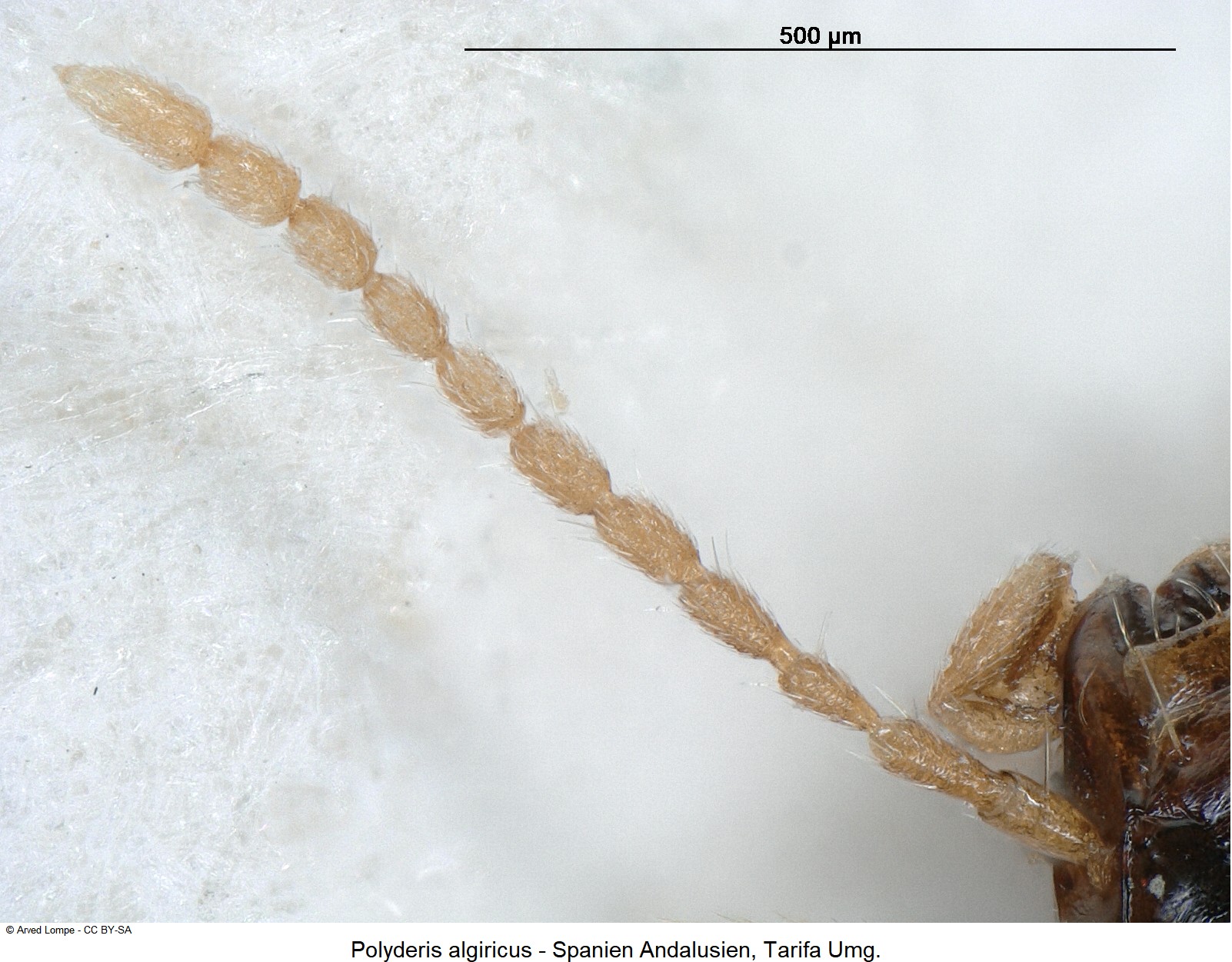 polyderis_algiricus_ck17799_f.jpg