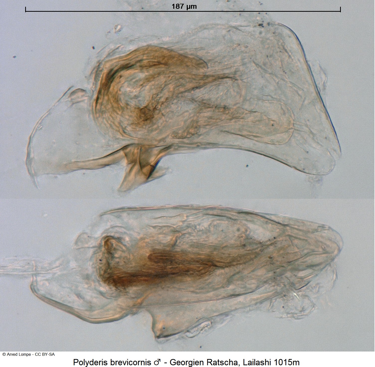 polyderis_brevicornis_ck16997700.jpg