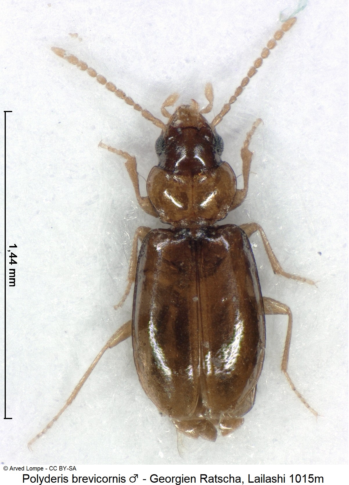 polyderis_brevicornis_m_ck16997700_hab.jpg