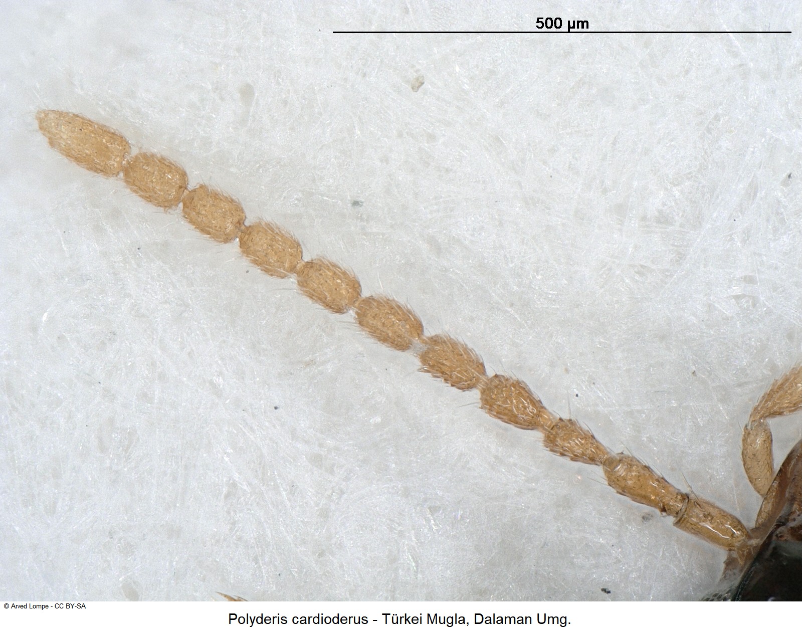 polyderis_cardioderus_ck18697_f.jpg