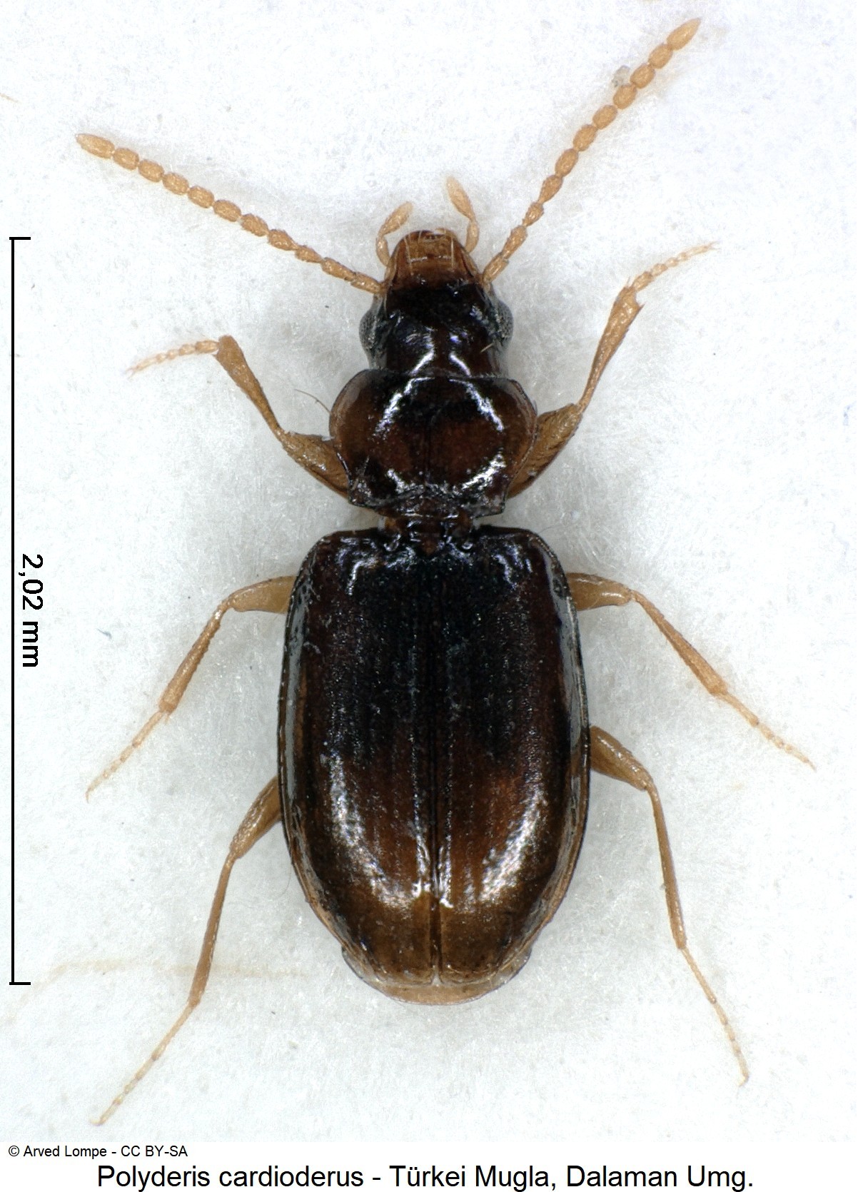 polyderis_cardioderus_ck18697_hab.jpg