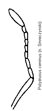 polydrusus_cervinus_f.gif