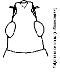 polydrusus_cervinus_k.gif