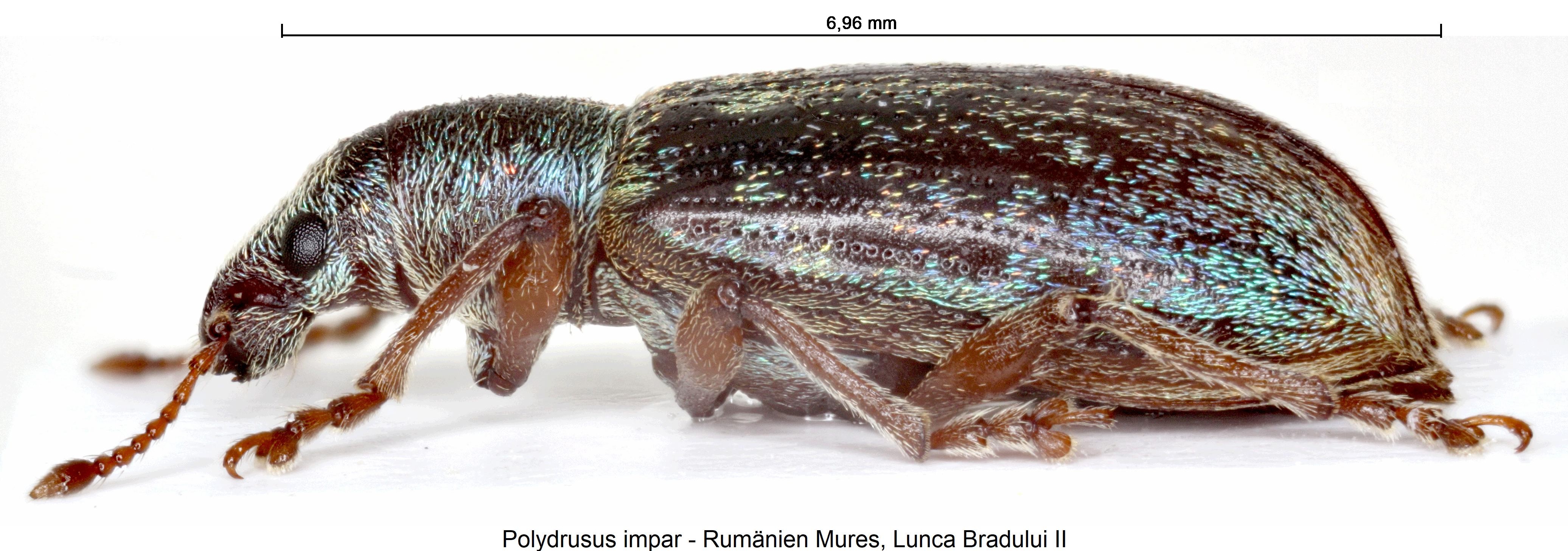 polydrusus_impar_sa.jpg