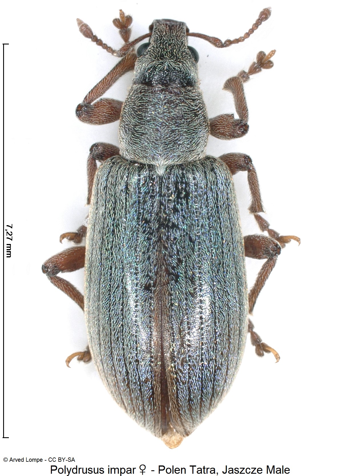 polydrusus_impar_w_ck33187340_hab.jpg