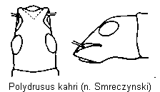 polydrusus_kahri_k.gif
