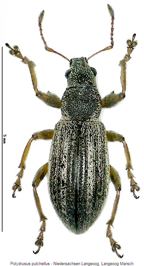 polydrusus_pulchellus_hab.jpg