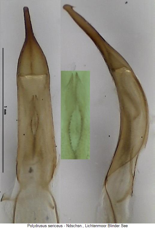 polydrusus_sericeus.jpg
