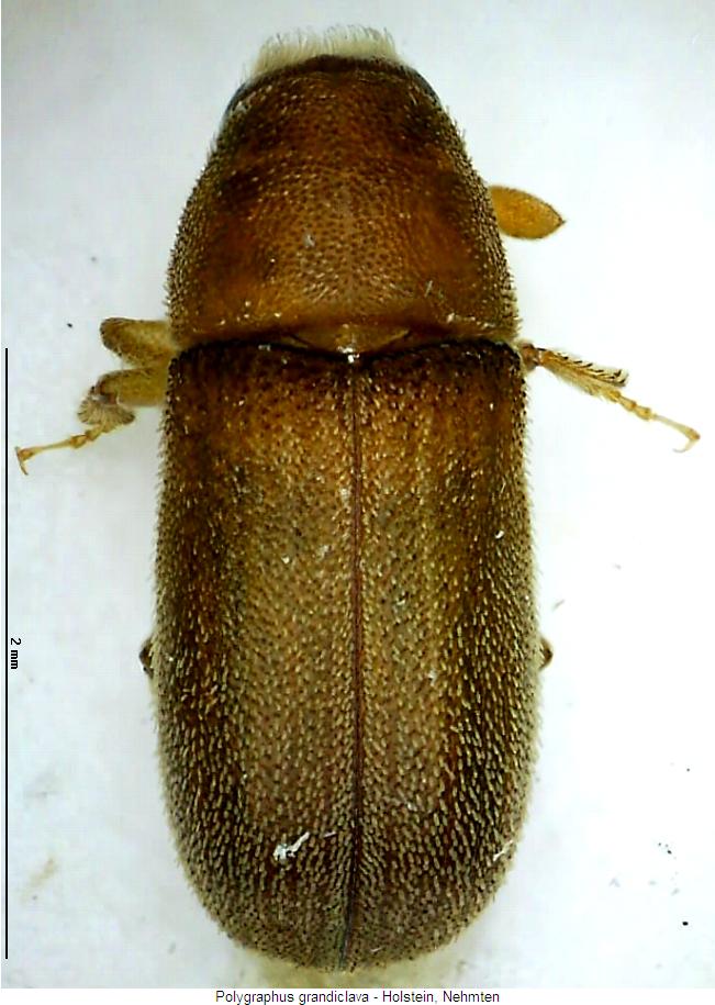 polygraphus_grandiclava_hab.jpg