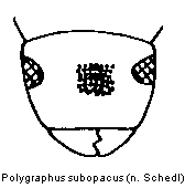 polygraphus_subopacus_k.gif