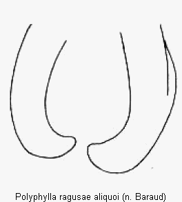 polyphylla_aliquoi_pm.gif