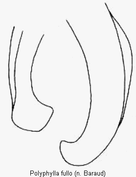 polyphylla_fullo_pm.gif
