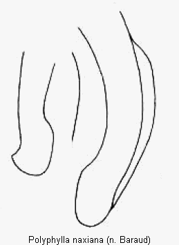 polyphylla_naxiana_pm.gif