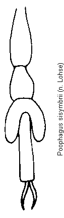 poophagus_sisymbrii_tr.gif