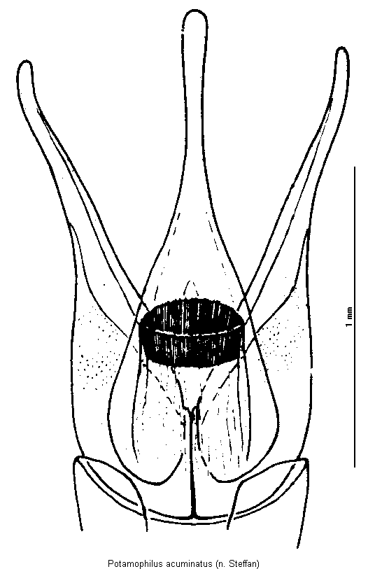 potamophilus_acuminatus.gif