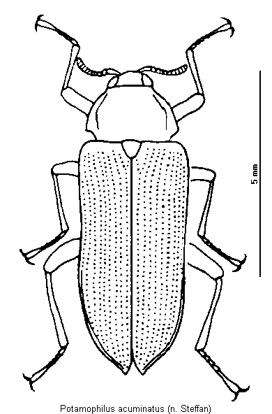 potamophilus_acuminatus_hab.gif